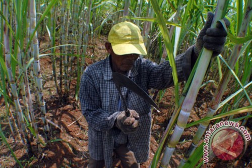 Photo document of sugarcane plantation. (ANTARA/Lucky R.)