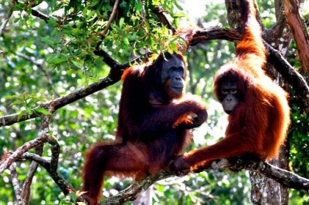 Orangutans relax in a tree in Central Kalimantan. Ecotourism is set to be developed in the province along with Aceh and Papua, following a new partnership between Indonesia and the US. Under a five-year initiative called "Lestari" (Everlasting), the partnership aims to achieve a balance between economic development and green growth. (JP/J. Adiguna)